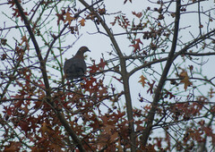 Patagioenas araucana