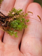 Rosulabryum subtomentosum