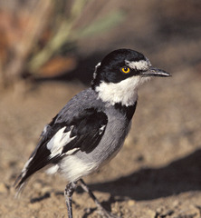 Lanioturdus torquatus