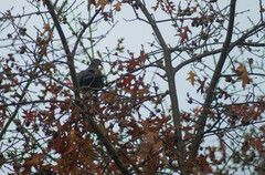 Patagioenas araucana