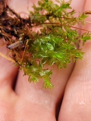 Rosulabryum subtomentosum