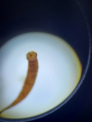 Rosulabryum subtomentosum