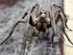 Schizocosa malitiosa