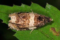 Olethreutes fasciatana