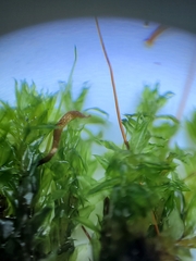 Rosulabryum subtomentosum