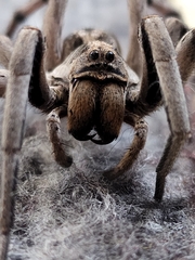 Schizocosa malitiosa