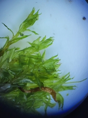 Rosulabryum subtomentosum