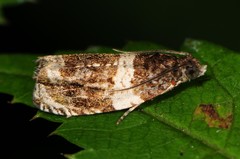 Olethreutes fasciatana