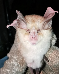 Rhinolophus euryale