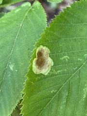 Cameraria betulivora