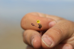 Erythranthe calcicola
