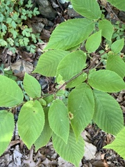 Cameraria betulivora