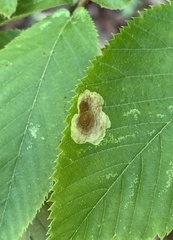 Cameraria betulivora