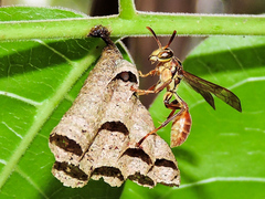 Mischocyttarus mexicanus