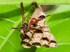 Mischocyttarus mexicanus