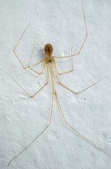 Micropholcus fauroti