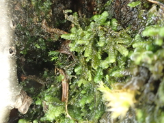 Jubula pennsylvanica