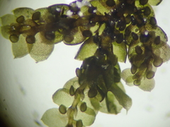 Jubula pennsylvanica