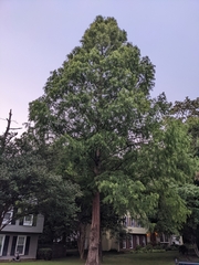 Metasequoia