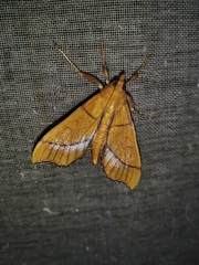 Anarmodia arcadiusalis