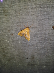 Anarmodia arcadiusalis