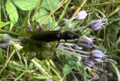 Hemicrepidius nemnonius