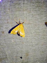 Anarmodia arcadiusalis