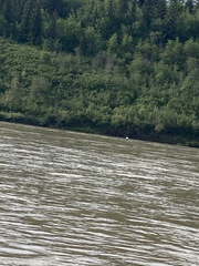 Pelecanus erythrorhynchos