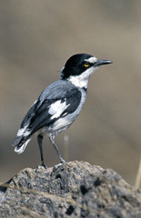 Lanioturdus torquatus