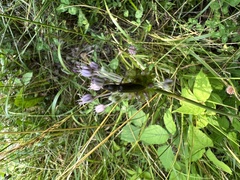 Hemicrepidius nemnonius