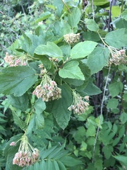 Physocarpus intermedius