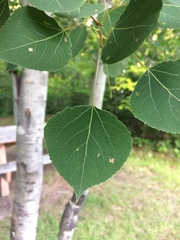 Populus