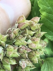 Physocarpus intermedius