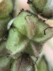 Physocarpus intermedius