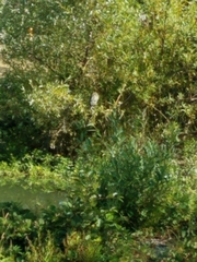 Nycticorax nycticorax