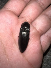 Anthracalaus agrypnoides