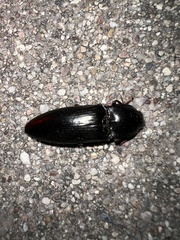 Anthracalaus agrypnoides