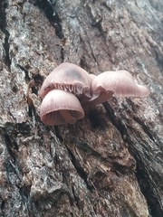 Mycena clarkeana