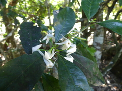 Atractocarpus benthamianus