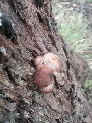 Mycena clarkeana
