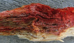Hydnophlebia