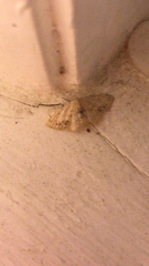 Idaea dimidiata