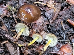 Mycena nivicola