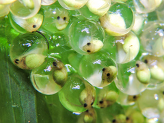 Agalychnis dacnicolor