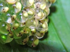 Agalychnis dacnicolor