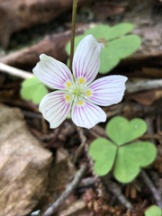 Oxalis montana image