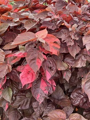 Acalypha wilkesiana