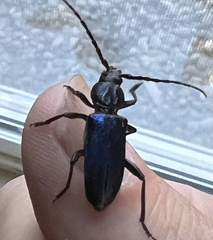 Semanotus amethystinus