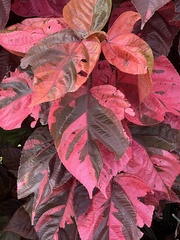 Acalypha wilkesiana