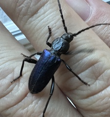 Semanotus amethystinus